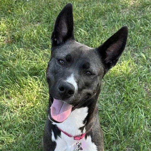 Fresca--In Foster, an adoptable Husky, Mixed Breed in Fargo, ND, 58102 | Photo Image 6