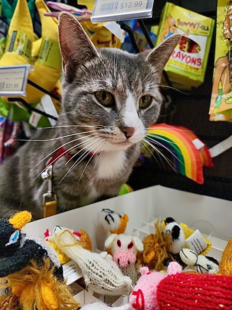Drasa, an adoptable Domestic Short Hair in Calgary, AB, T3S 0C5 | Photo Image 1