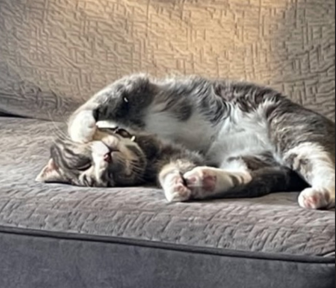 Drasa, an adoptable Domestic Short Hair in Calgary, AB, T3S 0C5 | Photo Image 2