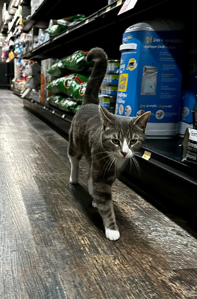 Drasa, an adoptable Domestic Short Hair in Calgary, AB, T3S 0C5 | Photo Image 3