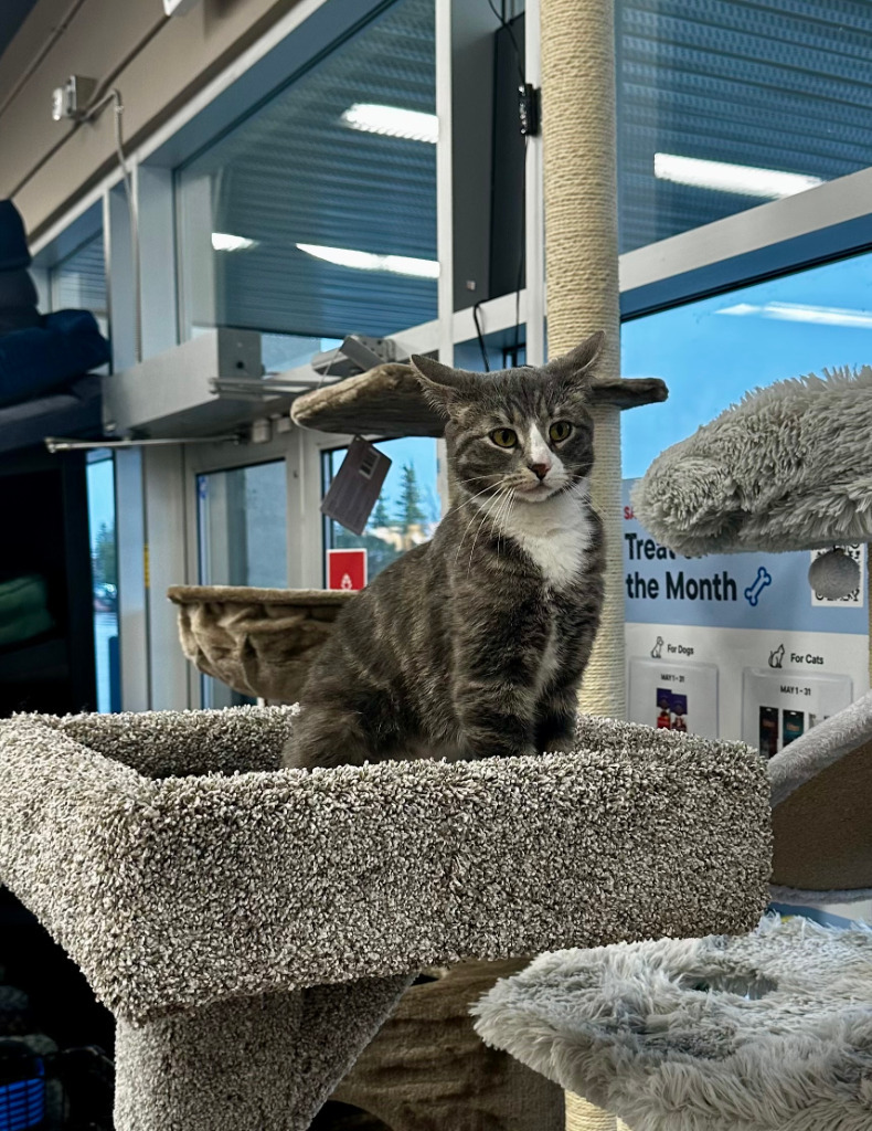 Drasa, an adoptable Domestic Short Hair in Calgary, AB, T3S 0C5 | Photo Image 6