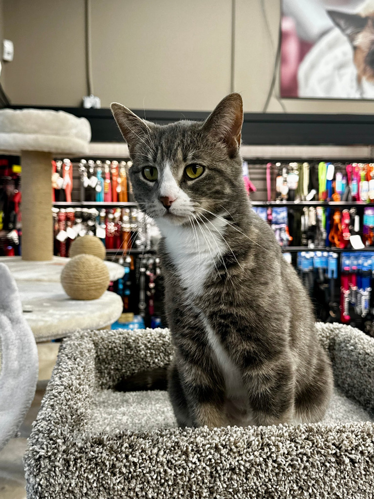 Drasa, an adoptable Domestic Short Hair in Calgary, AB, T3S 0C5 | Photo Image 6