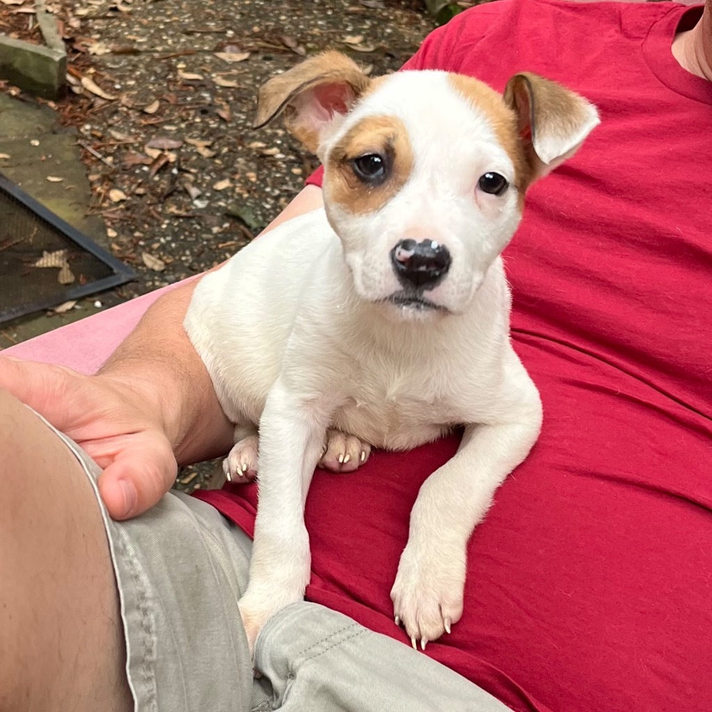 Dodger