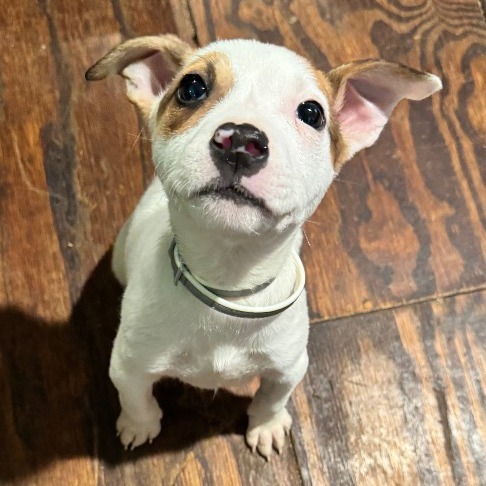 Dodger