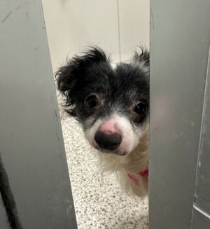 Meet Hula This sweet little crooked-faced guy was rescued from a NYC shelter after being surrendere