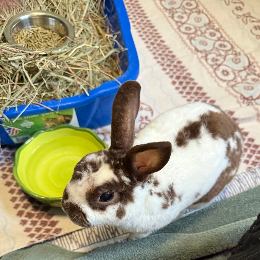 Pippin B