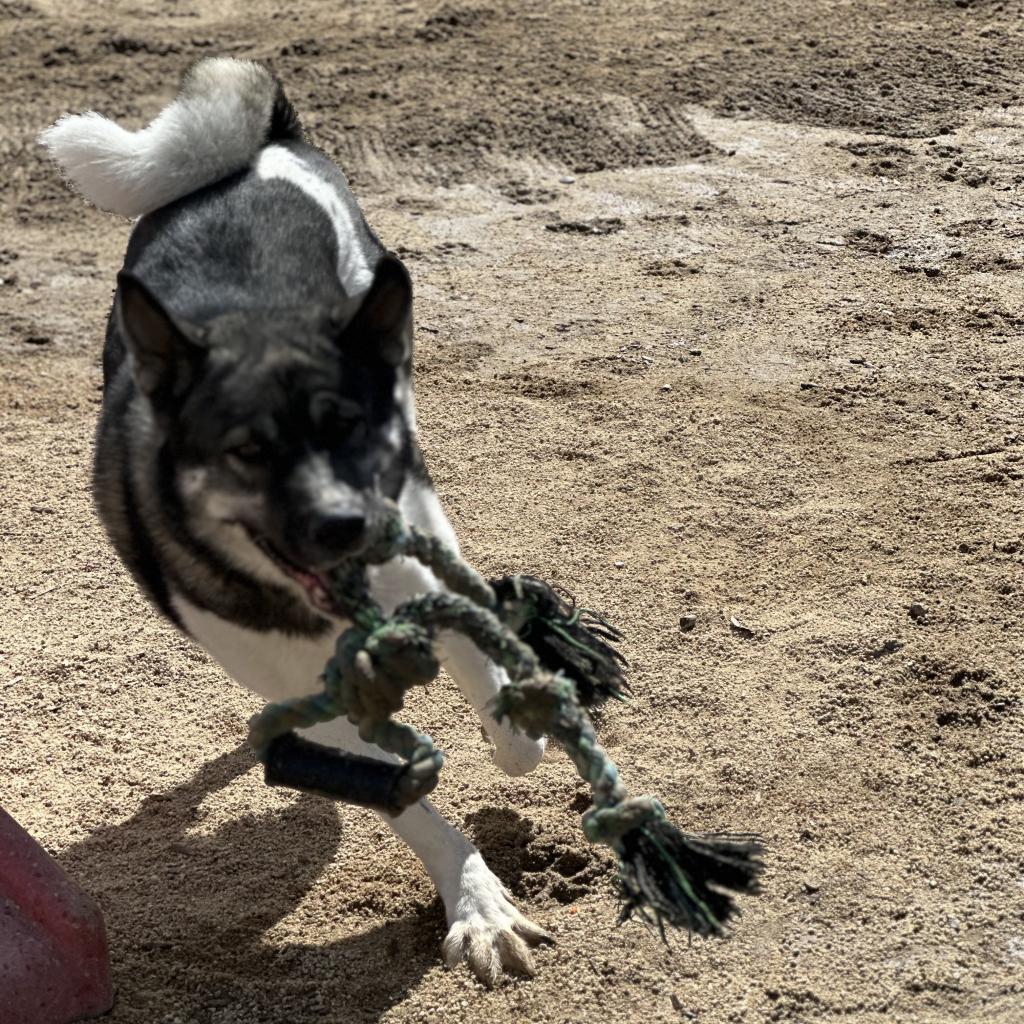 Raider