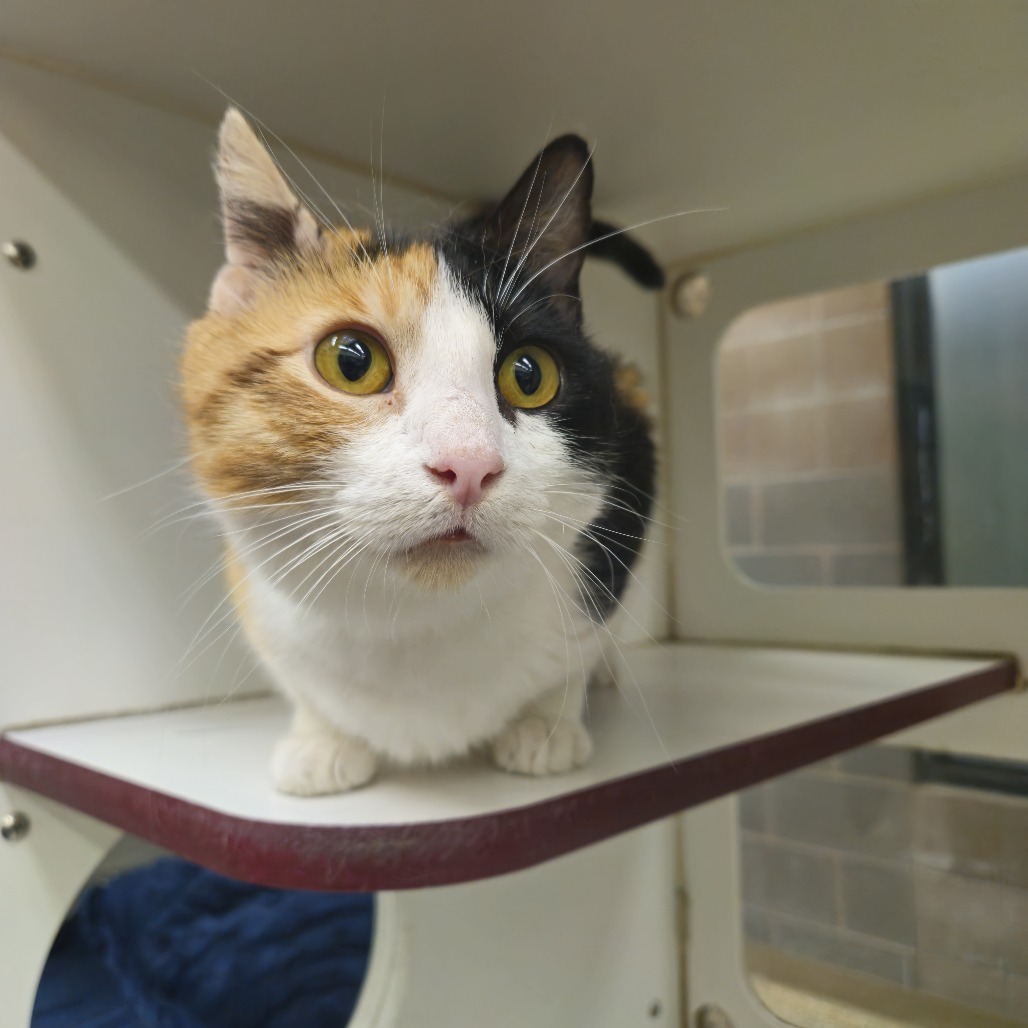 Papaya, an adoptable Domestic Medium Hair in Cheyenne, WY, 82007 | Photo Image 1