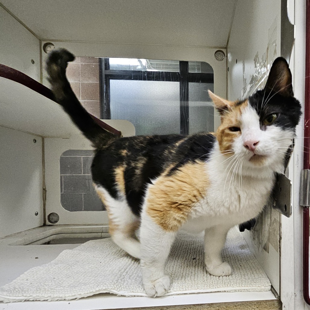 Papaya, an adoptable Domestic Medium Hair in Cheyenne, WY, 82007 | Photo Image 3