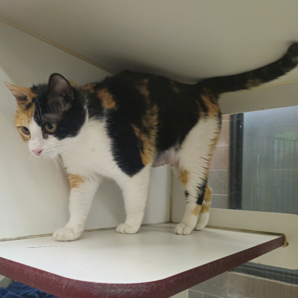 Papaya, an adoptable Domestic Medium Hair in Cheyenne, WY, 82007 | Photo Image 4