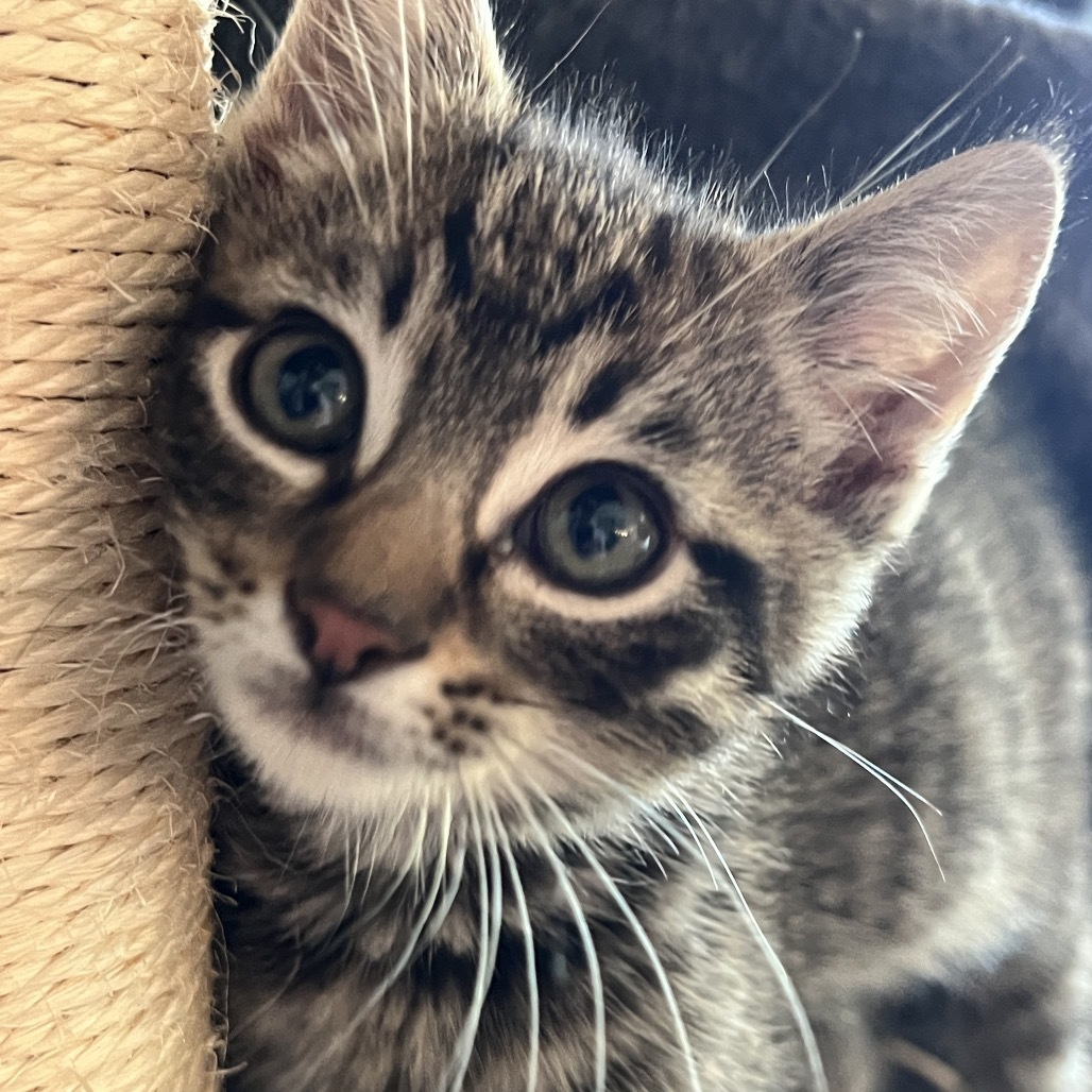 Lando