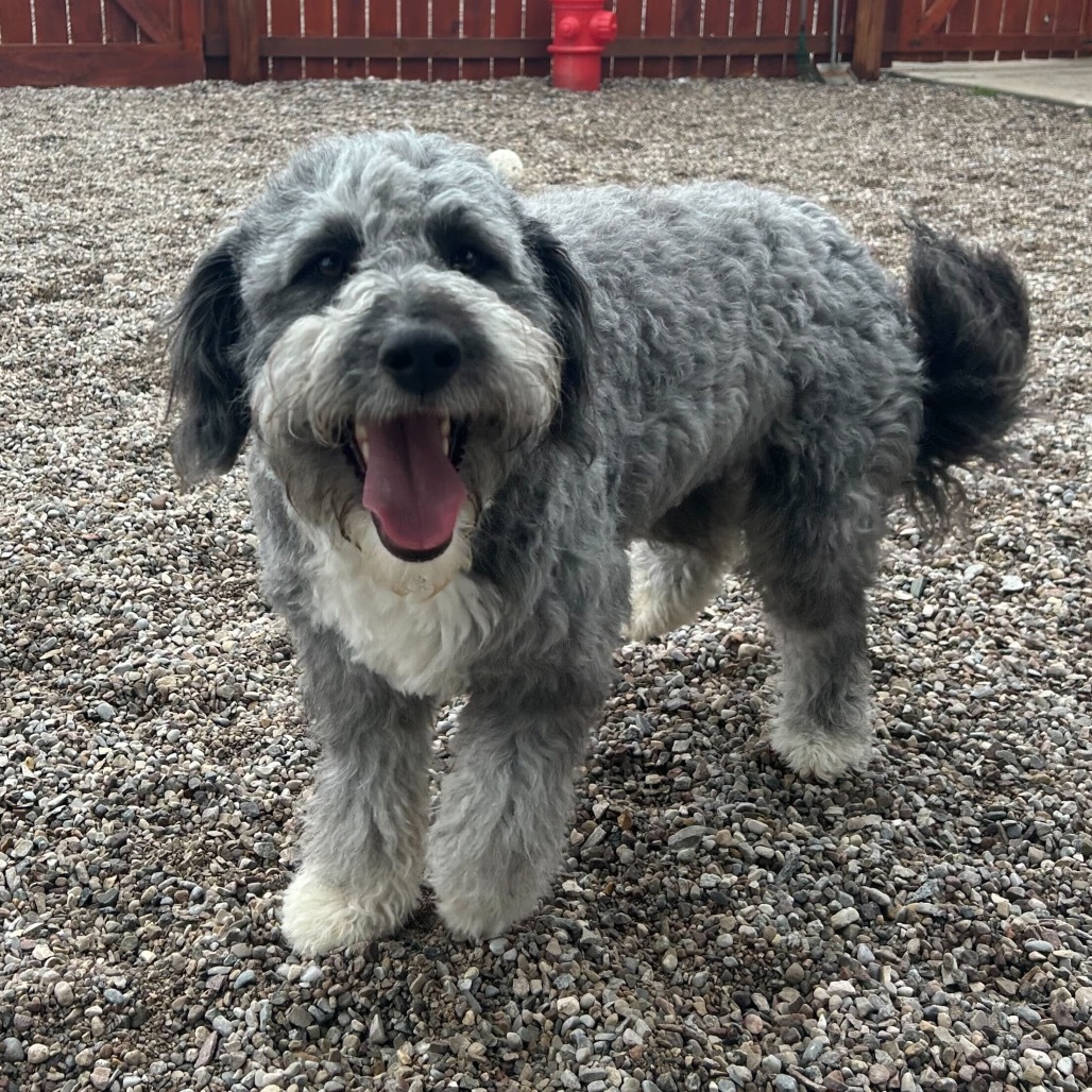 Aster, an adoptable Australian Shepherd, Old English Sheepdog in Lander, WY, 82520 | Photo Image 1