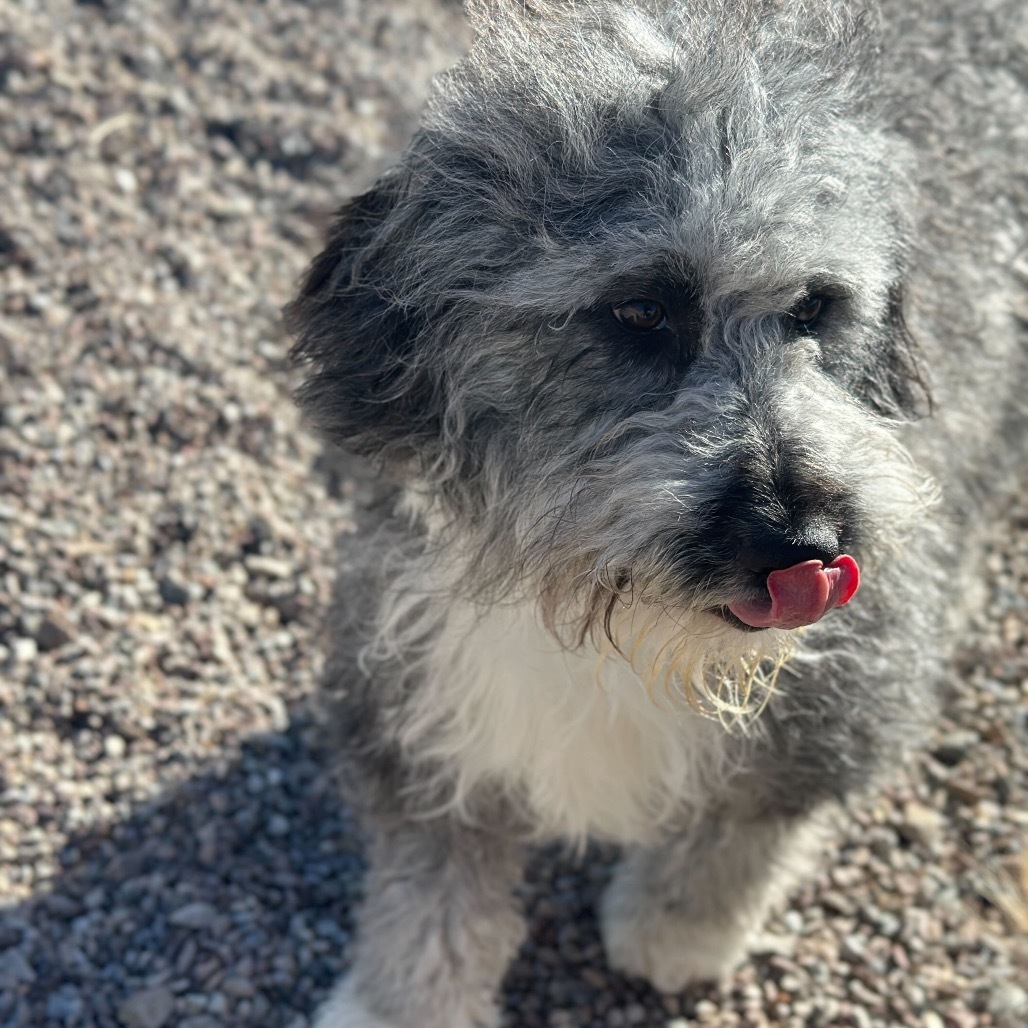 Aster, an adoptable Australian Shepherd, Old English Sheepdog in Lander, WY, 82520 | Photo Image 2