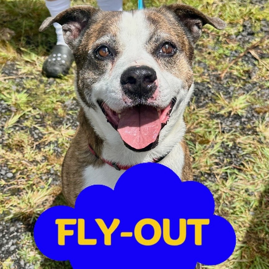 Jasper, an adoptable Catahoula Leopard Dog, Husky in Volcano, HI, 96785 | Photo Image 1