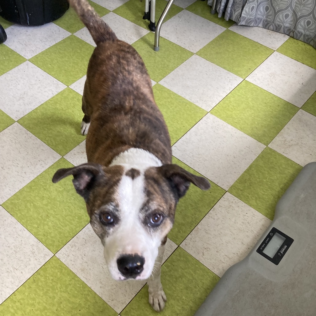 Jasper, an adoptable Catahoula Leopard Dog, Husky in Volcano, HI, 96785 | Photo Image 2