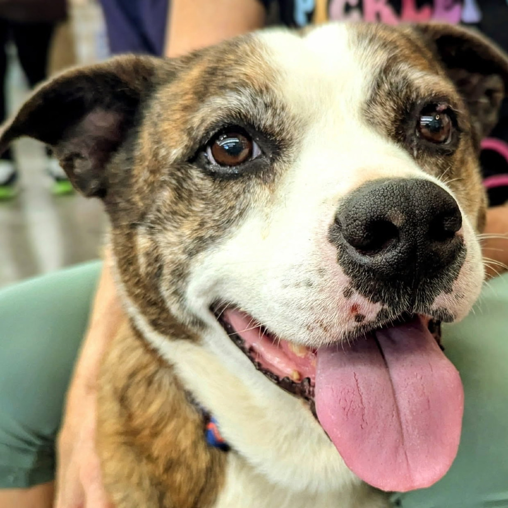Jasper, an adoptable Catahoula Leopard Dog, Husky in Volcano, HI, 96785 | Photo Image 2