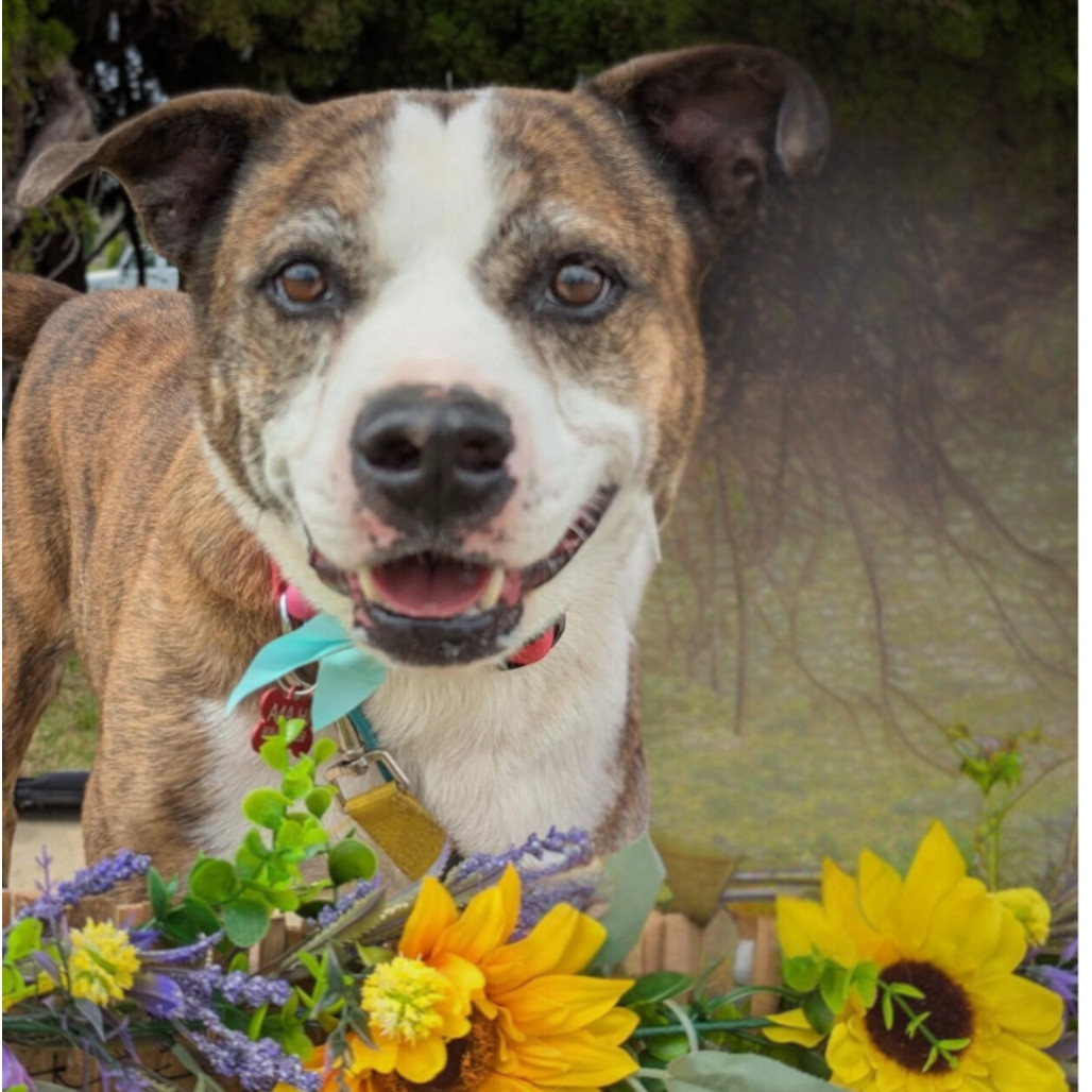 Jasper, an adoptable Catahoula Leopard Dog, Husky in Volcano, HI, 96785 | Photo Image 3