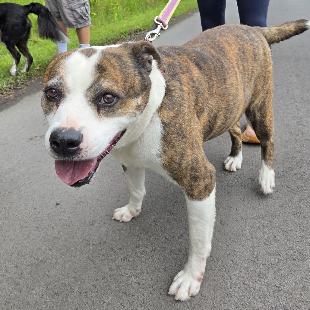 Jasper, an adoptable Catahoula Leopard Dog, Husky in Volcano, HI, 96785 | Photo Image 4