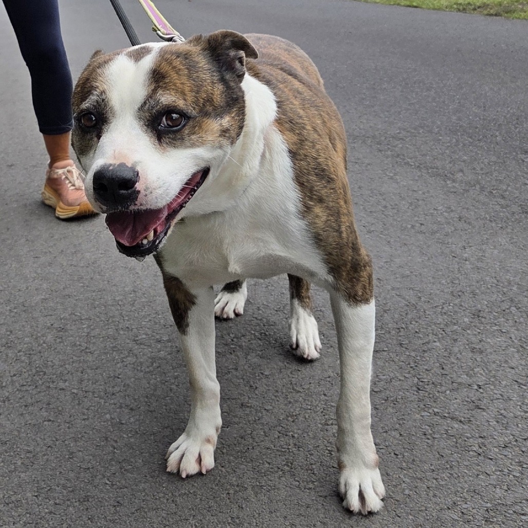 Jasper, an adoptable Catahoula Leopard Dog, Husky in Volcano, HI, 96785 | Photo Image 5
