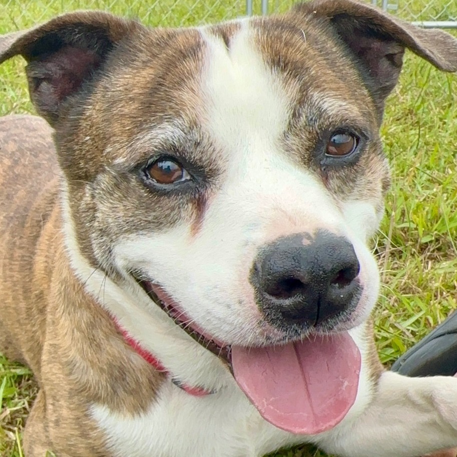 Jasper, an adoptable Catahoula Leopard Dog, Husky in Volcano, HI, 96785 | Photo Image 6