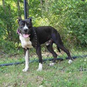 Jack, Adult Male Pit Bull Terrier