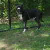 Jack photo 4