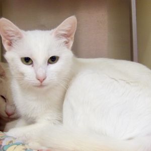 Rabbit, Adult Female Domestic Short Hair