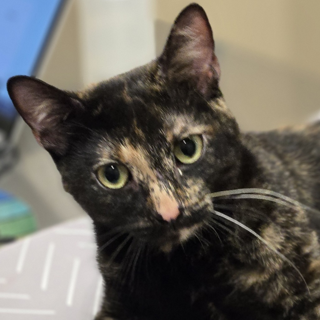 Vicky, an adoptable Domestic Short Hair in Wickenburg, AZ, 85390 | Photo Image 1