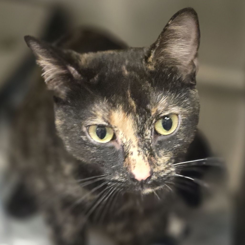 Vicky, an adoptable Domestic Short Hair in Wickenburg, AZ, 85390 | Photo Image 2