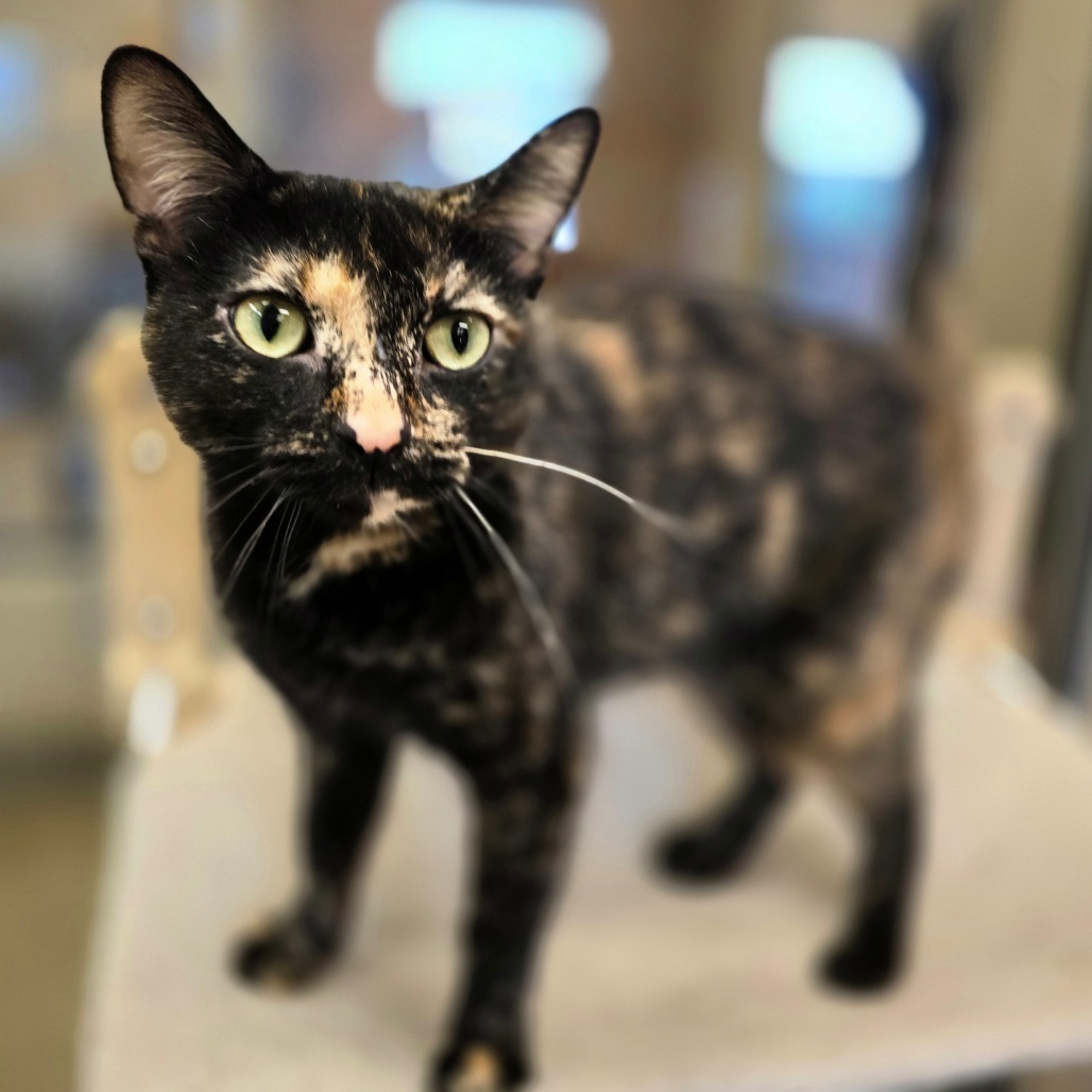 Vicky, an adoptable Domestic Short Hair in Wickenburg, AZ, 85390 | Photo Image 3