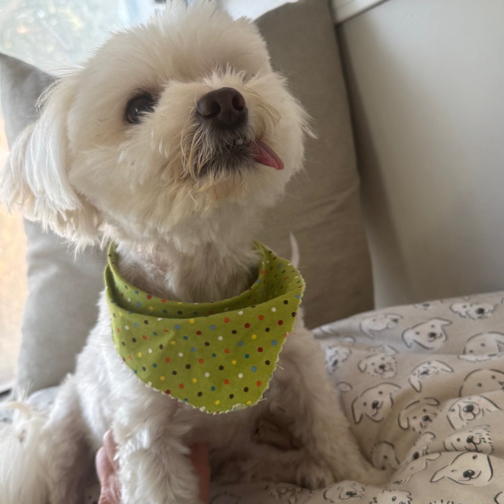 Evie, an adoptable Maltese, Poodle in Long Beach, CA, 90804 | Photo Image 1