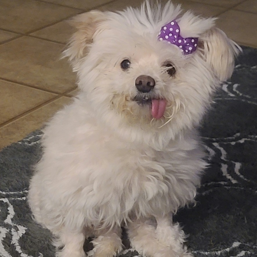 Evie, an adoptable Maltese, Poodle in Long Beach, CA, 90804 | Photo Image 2