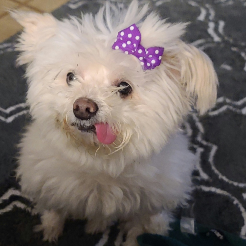 Evie, an adoptable Maltese, Poodle in Long Beach, CA, 90804 | Photo Image 3