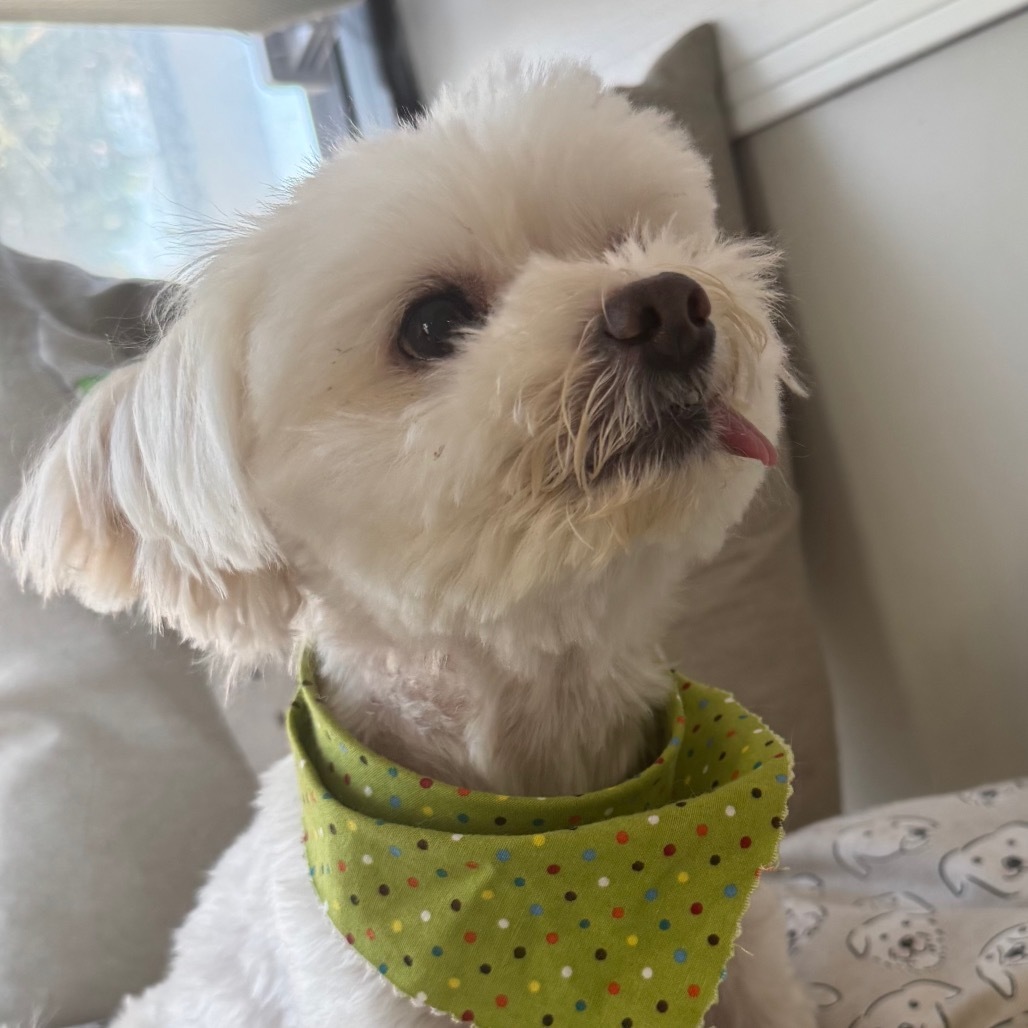 Evie, an adoptable Maltese, Poodle in Long Beach, CA, 90804 | Photo Image 4