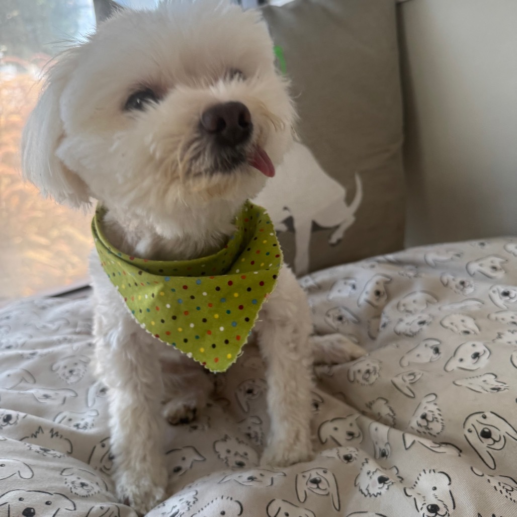 Evie, an adoptable Maltese, Poodle in Long Beach, CA, 90804 | Photo Image 5