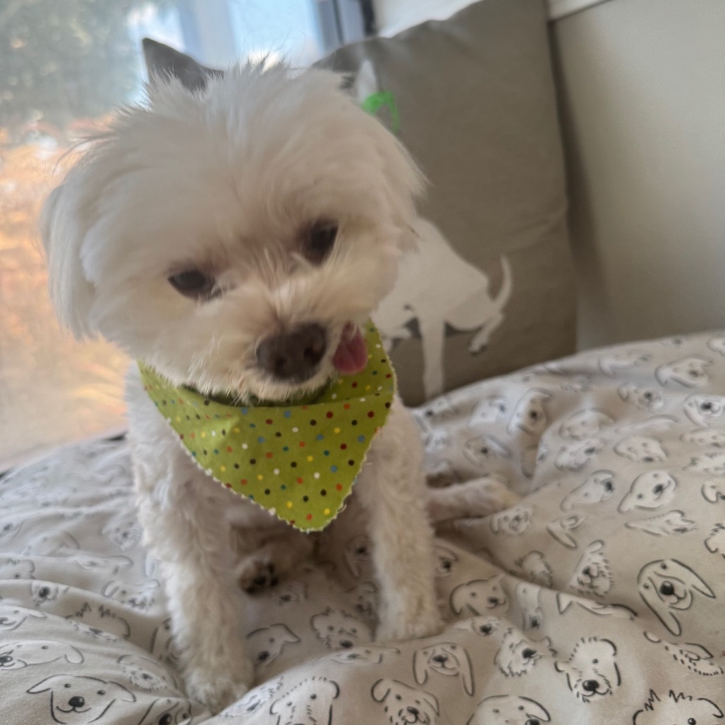 Evie, an adoptable Maltese, Poodle in Long Beach, CA, 90804 | Photo Image 6