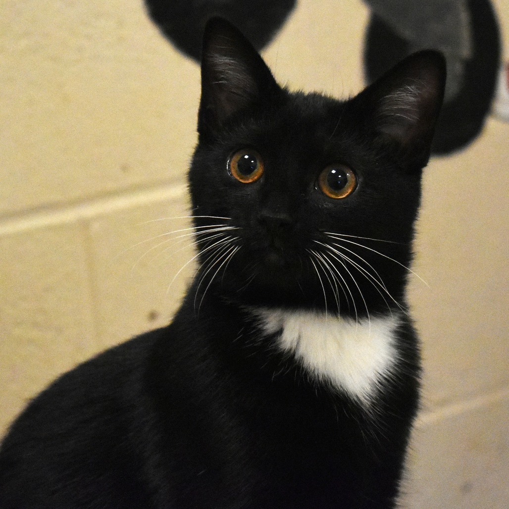 Bugsy