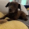 Dixie (Adoption Fee-SPONSORED!) In Foster photo 1