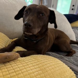 Dixie (Adoption Fee-SPONSORED!) In Foster, Adult Female unknown
