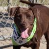 Dixie (Adoption Fee-SPONSORED!) In Foster photo 2