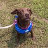 Dixie (Adoption Fee-SPONSORED!) In Foster photo 3