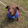 Dixie (Adoption Fee-SPONSORED!) In Foster photo 4