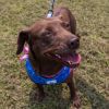Dixie (Adoption Fee-SPONSORED!) In Foster photo 5