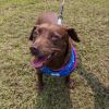Dixie (Adoption Fee-SPONSORED!) In Foster photo 6
