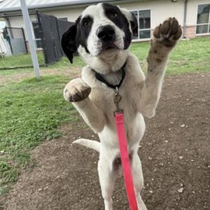 Oliver, Young Male Labrador Retriever