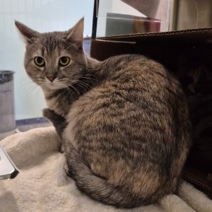 Spumoni, Young Female Domestic Short Hair