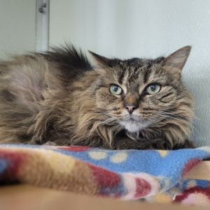 Ollie, Senior Female Domestic Long Hair