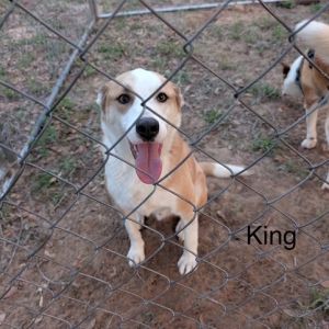 King, Adult Male Labrador Retriever