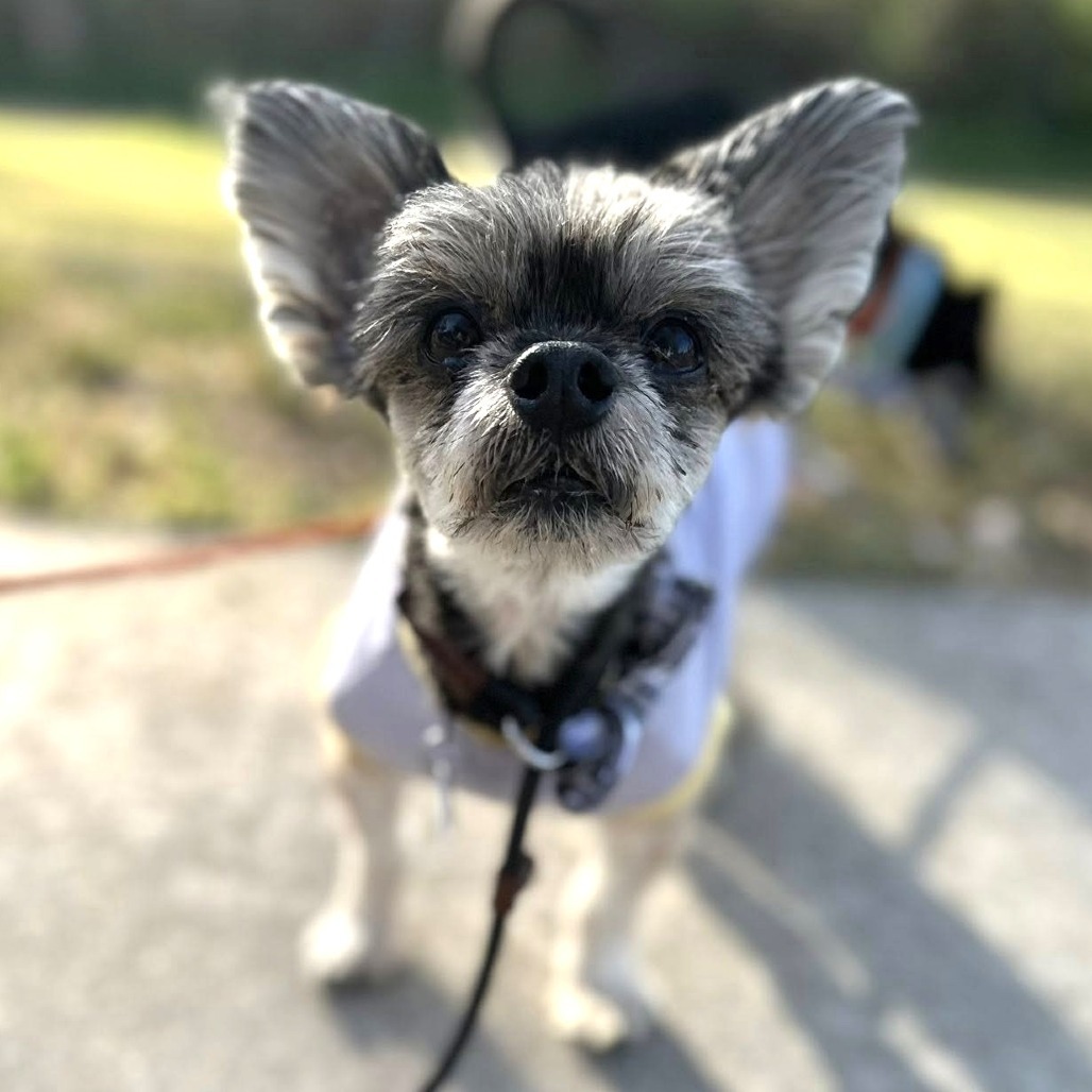 Samson