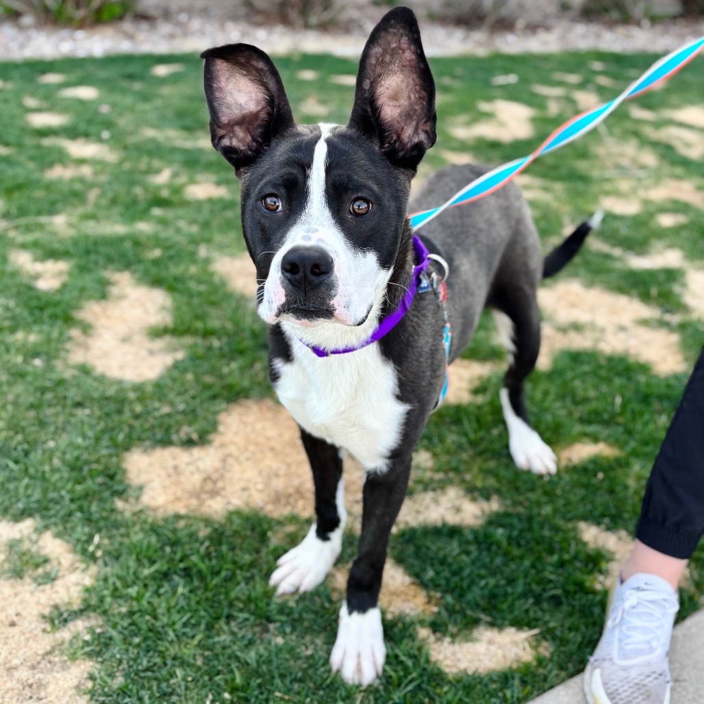 Nico, an adoptable Mixed Breed in Great Falls, MT, 59404 | Photo Image 1